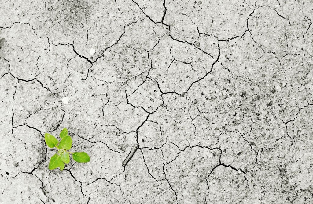 immagine di un ciuffo d'erba sul terreno arido 